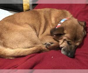 Pembroke Welsh Corgi-Unknown Mix Dogs for adoption in Mount Juliet, TN, USA