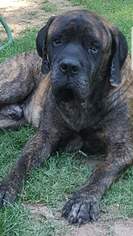 Medium Photo #1 Mastiff Puppy For Sale in Edmond, OK, USA