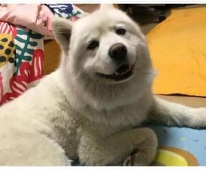 Samoyed Dogs for adoption in Agoura Hills, CA, USA