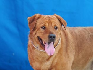 Golden Labrador Dogs for adoption in Pasadena, CA, USA