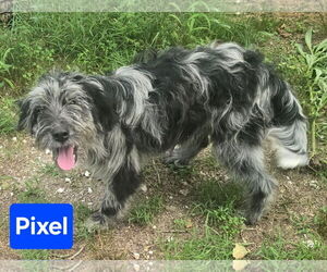 Aussiedoodle Dogs for adoption in Alexander, AR, USA
