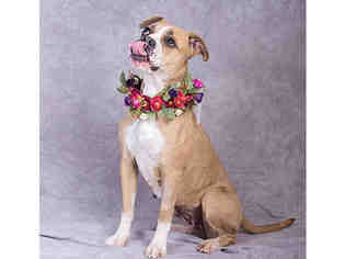 Bulloxer Dogs for adoption in Salt Lake City, UT, USA