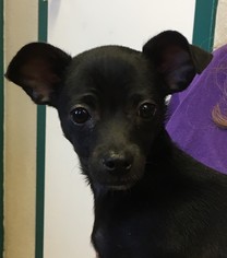 Medium Photo #1 Chihuahua Puppy For Sale in Amarillo, TX, USA