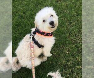 Medium Photo #1 Maltese-Poodle (Toy) Mix Puppy For Sale in Dana Point, CA, USA