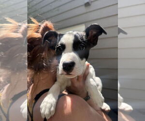 Mutt Dogs for adoption in Fort Collins, CO, USA