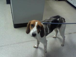 English Foxhound Dogs for adoption in Charlotte, NC, USA