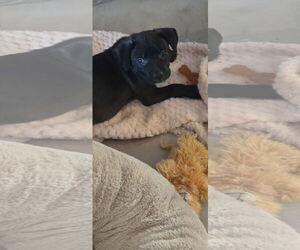 American Pit Bull Terrier-Labrador Retriever Mix Dogs for adoption in Ball Ground, GA, USA