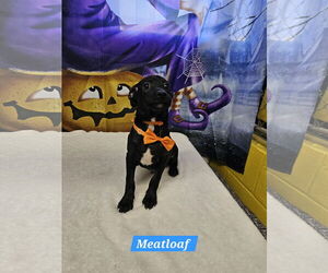 Jack Russell Terrier-Unknown Mix Dogs for adoption in Metairie, LA, USA