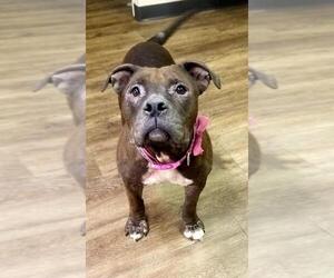 Bullypit Dogs for adoption in Longview, TX, USA