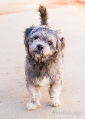 Shih-Poo Dogs for adoption in Alpharetta, GA, USA