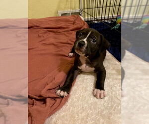 American Staffordshire Terrier-Boxer Mix Dogs for adoption in Springdale, PA, USA