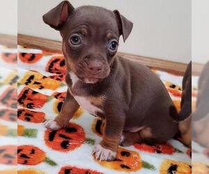 American Rat Pinscher Dogs for adoption in Princeton, MN, USA