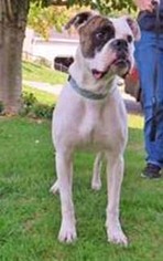 Boxer Dogs for adoption in Chantilly, VA, USA