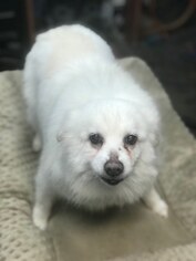 Small American Eskimo Dog