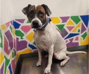 American Pit Bull Terrier-English Foxhound Mix Dogs for adoption in Baytown, TX, USA