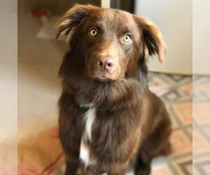Border-Aussie Dogs for adoption in Kanab, UT, USA