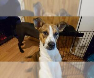 Beagi Dogs for adoption in Chester, NJ, USA