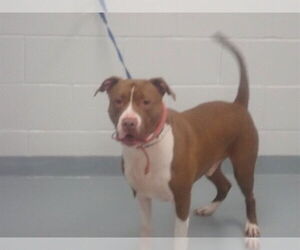 American Pit Bull Terrier Dogs for adoption in St. Cloud, FL, USA