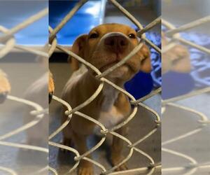 American Pit Bull Terrier Dogs for adoption in Stockton, CA, USA