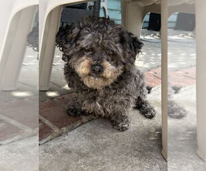 Poodle (Miniature)-Unknown Mix Dogs for adoption in San Diego , CA, USA