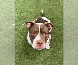 Mutt Dogs for adoption in Las Vegas, NV, USA