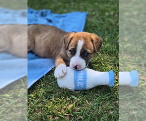 Boxer-Unknown Mix Dogs for adoption in San Juan Capistrano, CA, USA