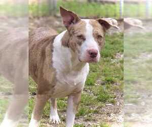 American Pit Bull Terrier Dogs for adoption in Crandall, GA, USA