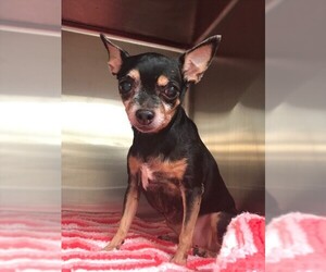 Chihuahua Dogs for adoption in Beaumont, TX, USA