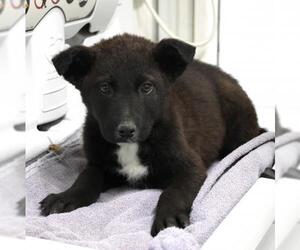 Mutt Dogs for adoption in Thief River Falls, MN, USA