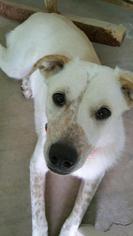 Sheprador Dogs for adoption in Pena Blanca, NM, USA