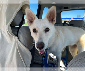 - Mix Dogs for adoption in Hoffman Estates, IL, USA