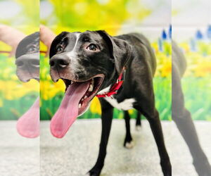 Great Dane-Labrador Retriever Mix Dogs for adoption in Manahawkin, NJ, USA