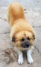 Small Chow Chow-Collie Mix