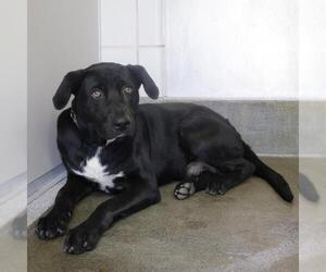 Labrador Retriever-Unknown Mix Dogs for adoption in San Antonio, TX, USA