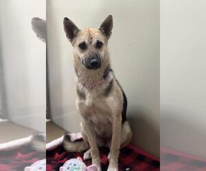 German Shepherd Dog Dogs for adoption in Santa Maria, CA, USA