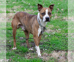 Boxer-Unknown Mix Dogs for adoption in Livonia, MI, USA