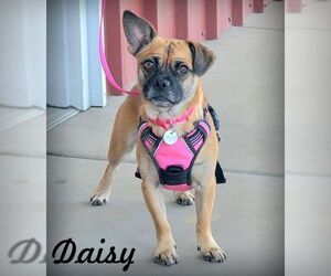 Pug-Unknown Mix Dogs for adoption in Tustin, CA, USA