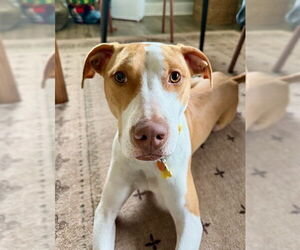 Mutt Dogs for adoption in Sandy, UT, USA