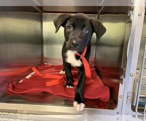 Labrador Retriever-Unknown Mix Dogs for adoption in Grand Prairie, TX, USA