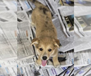 Australian Retriever Dogs for adoption in SHERBURNE, NY, USA