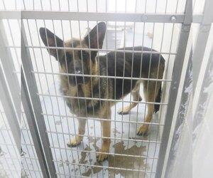 German Shepherd Dog Dogs for adoption in Rootstown, OH, USA