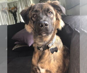 Basenji-Unknown Mix Dogs for adoption in Yardley, PA, USA