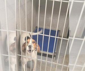 Treeing Walker Coonhound Dogs for adoption in Athens, AL, USA