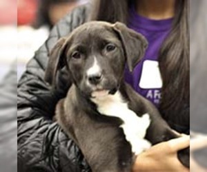 Labrador Retriever Dogs for adoption in Chantilly, VA, USA