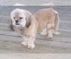 Shih Tzu Dogs for adoption in Coldwater, MI, USA