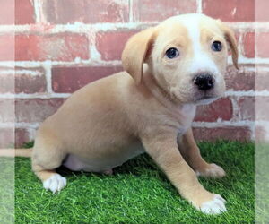 Beagle-Chihuahua Mix Dogs for adoption in Lakewood, CO, USA