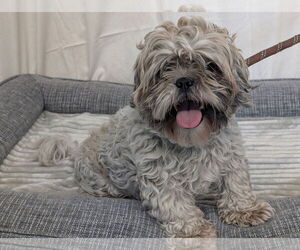 Shih Tzu-Unknown Mix Dogs for adoption in Minneapolis, MN, USA