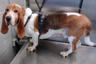 Basset Hound Dogs for adoption in Pennsville, NJ, USA
