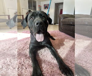 Mutt Dogs for adoption in Goodyear, AZ, USA