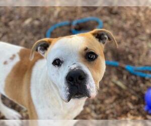 Bulldog Dogs for adoption in Charlotte, NC, USA